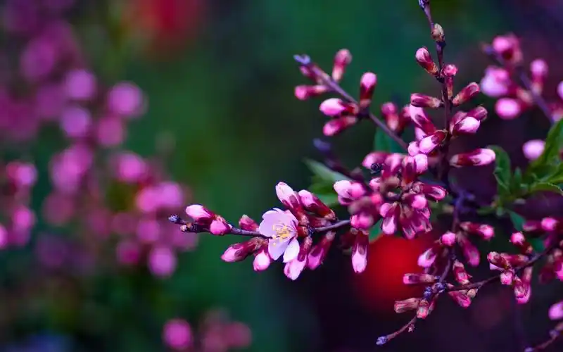 含苞未放的小清新花朵桌面壁纸