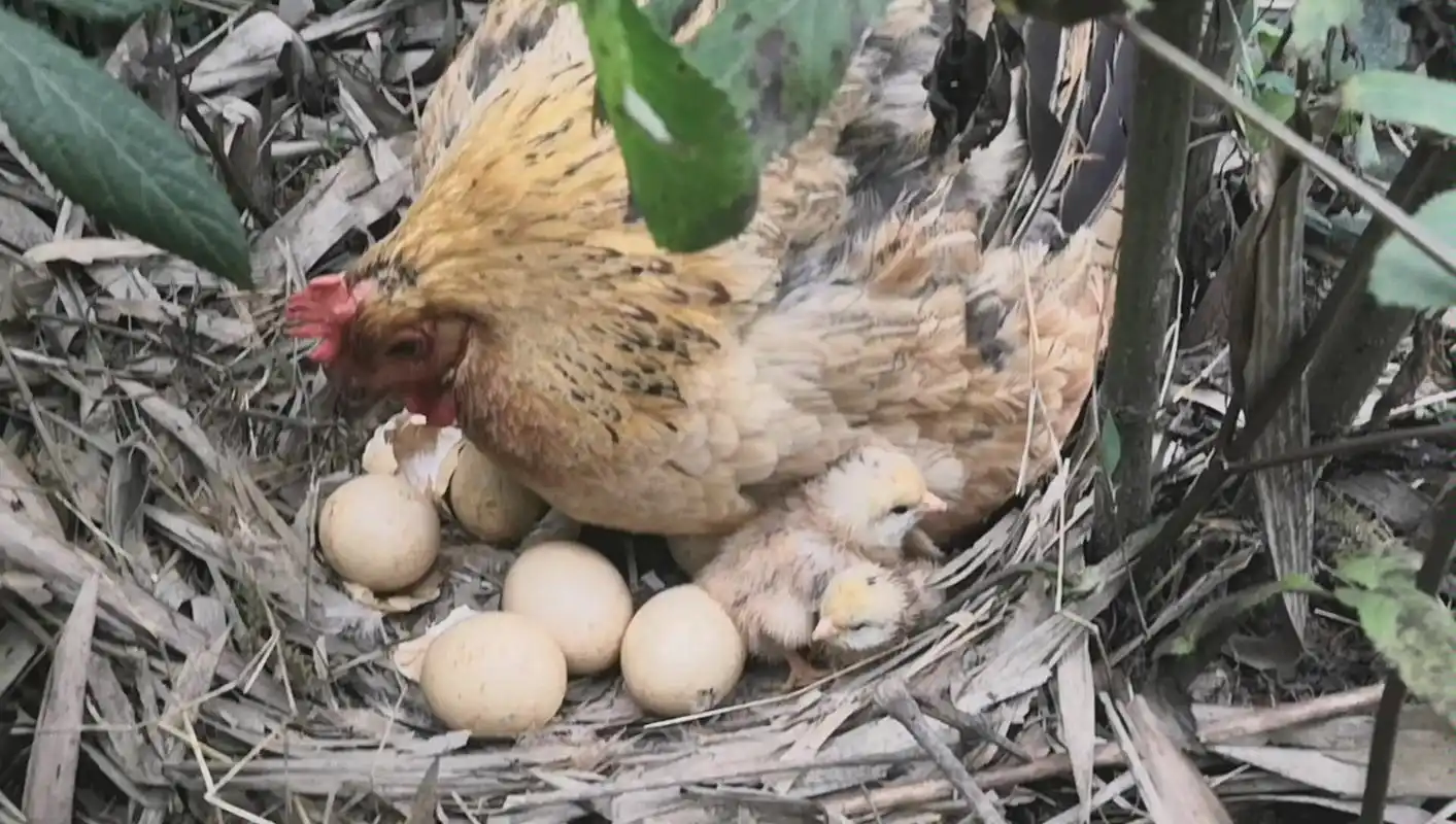 活动  【超级治愈系】农村母鸡孵小鸡全过程,敬畏生命