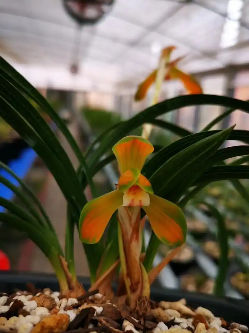 中国红系列的兰花