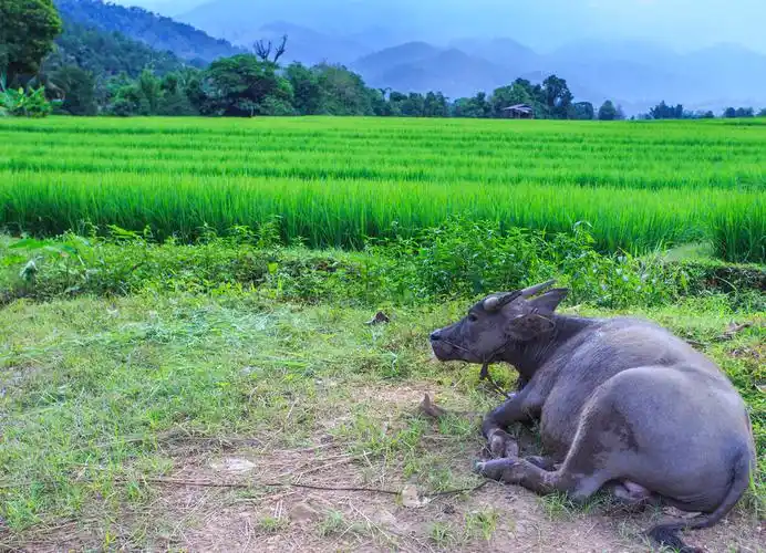 俯卧姿势图片_俯卧姿势图片大全_全景图片