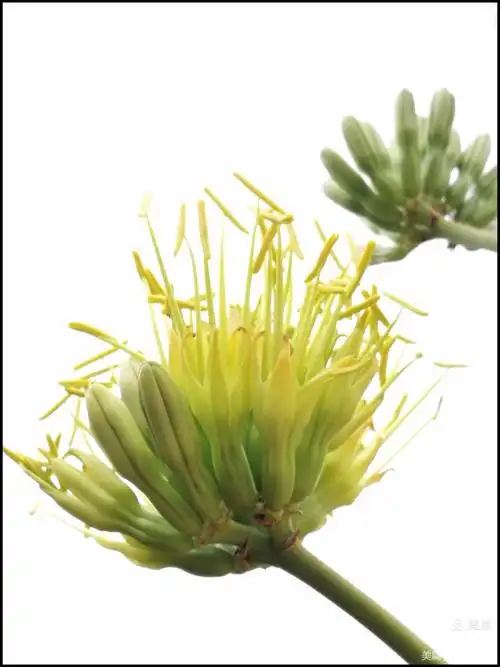 一生只开一次花的金边龙舌兰