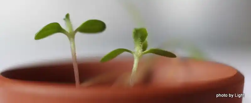 捕蝇草成长记(一)