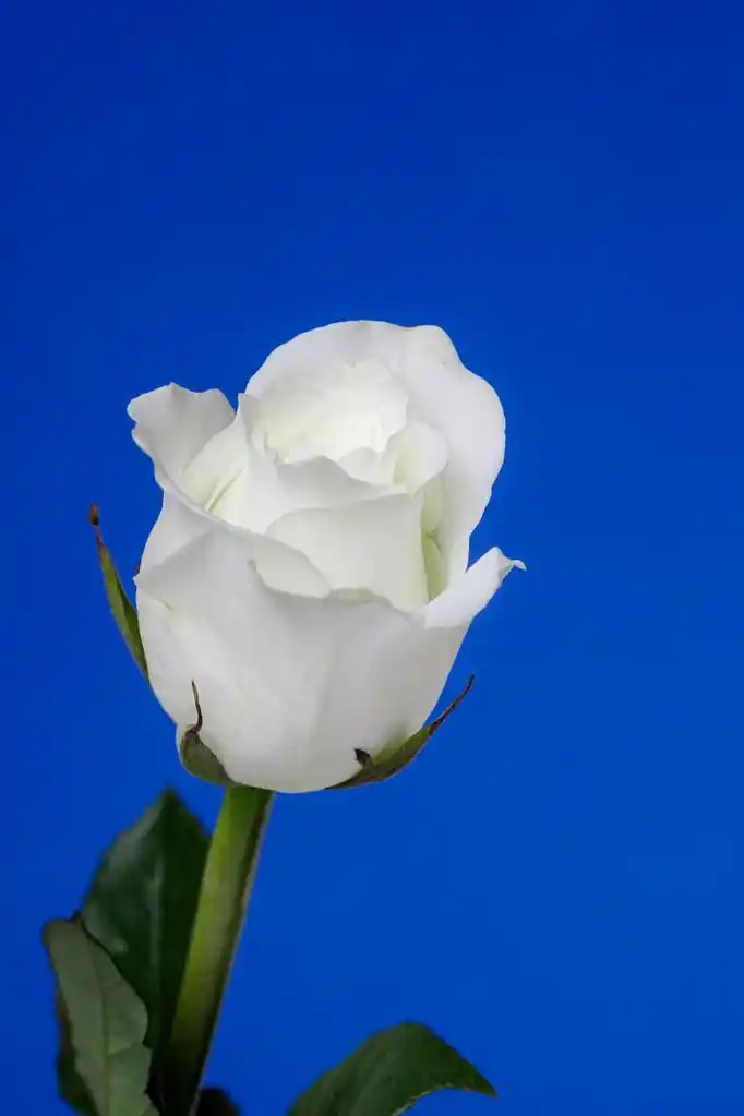 在蓝色背景上的白玫瑰