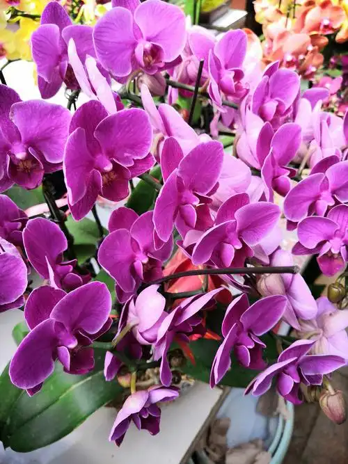 百花争艳图(三)