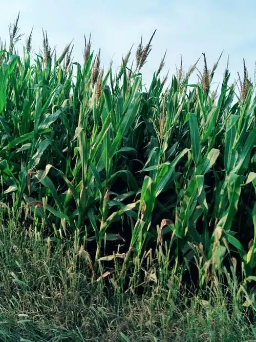 庄稼地里的玉米马上就成熟了