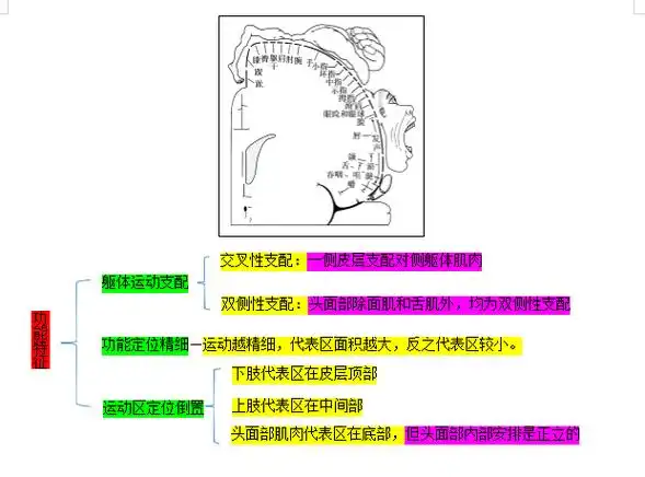 大脑皮质运动区示意图