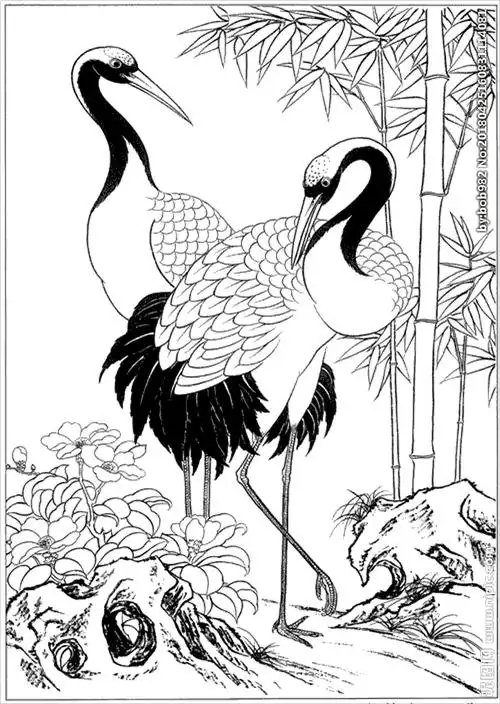 仙鹤线描仙鹤白描仙鹤素描图片