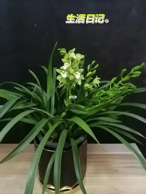 香兰的日常养植分享