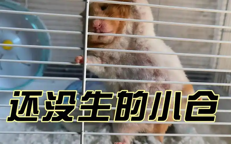 仓鼠怀孕这么久了,肚子这么大,竟然还不生