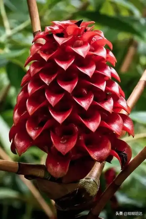 难得一见的奇花异草,千奇百怪罕见奇花,神奇造型大开眼界