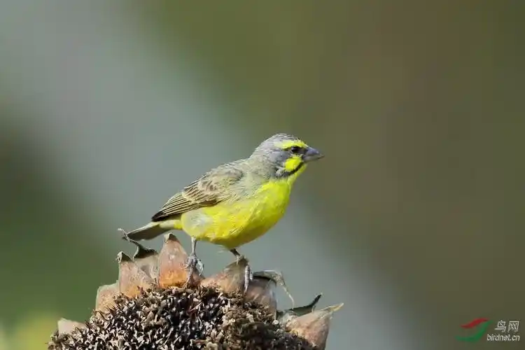 记录一组金青鸟金额丝雀
