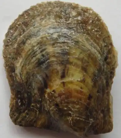 2019年主推渔业新品种:马氏珠母贝"海选1号"