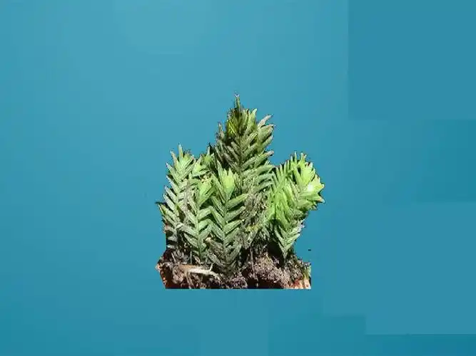 原来东亚附干藓长这样