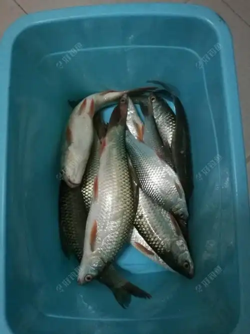 清一色的都是鳞鱼