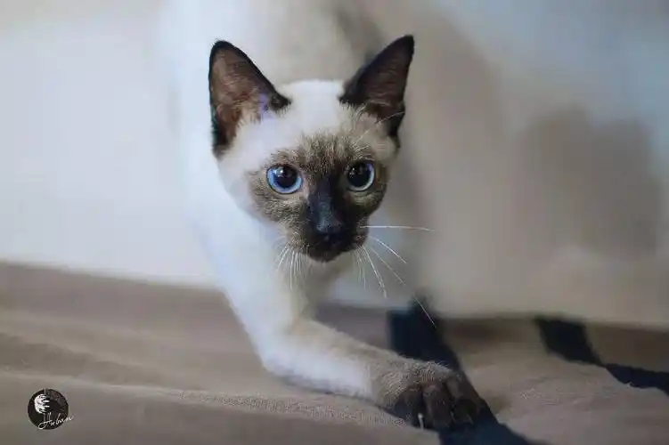 互动问答| 如何挑一只品相标准的暹罗猫?