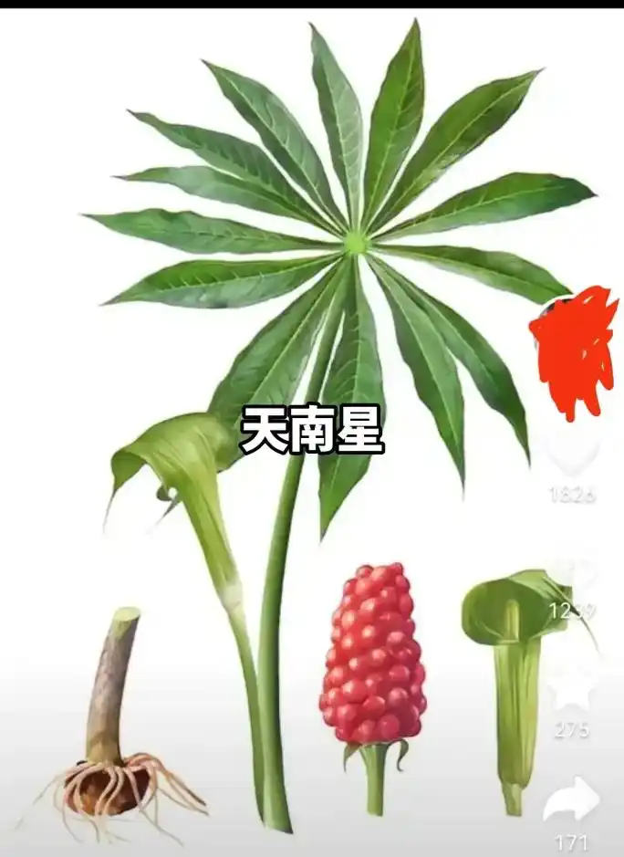 好多人不知道半夏和天南星,现在发图和文字让大家认识.