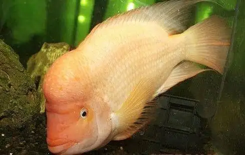 寿星头鱼(动物)_技点科普_技点网(动物)