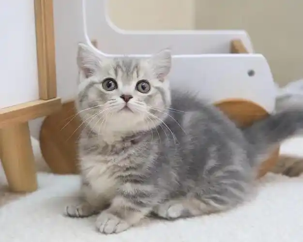 蓝金虎斑矮脚特别的它找主人