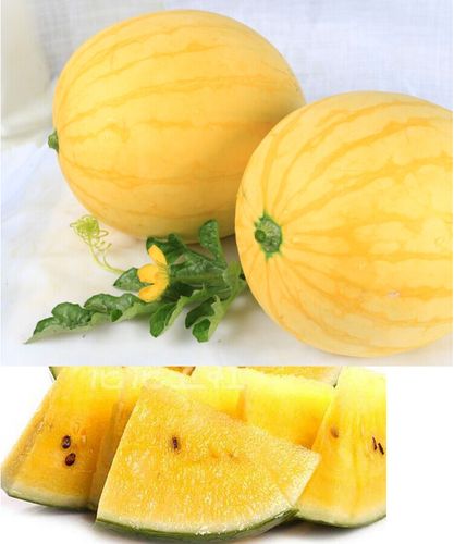 礼品种子特色西瓜黄皮红壤一号黄皮黄皮黄基地家庭园艺种子