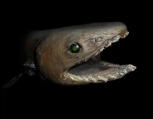 深海中十大最恐怖的生物 海洋里的秘密你了解? - 未解之谜网