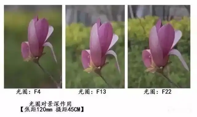 摄影达人告诉你什么是景深摄影如何正确使用景深