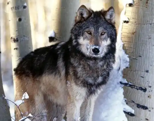 狼王究竟担负着什么样的责任这部纪录片让人类无地自容