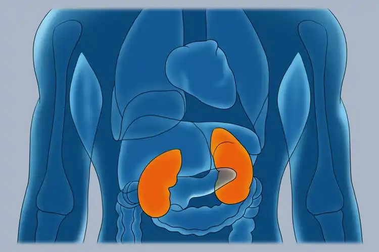 人体解毒器官是哪个部位_有来医生