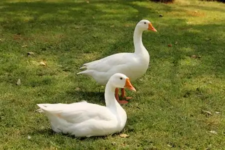 两只鹅的姿势照片