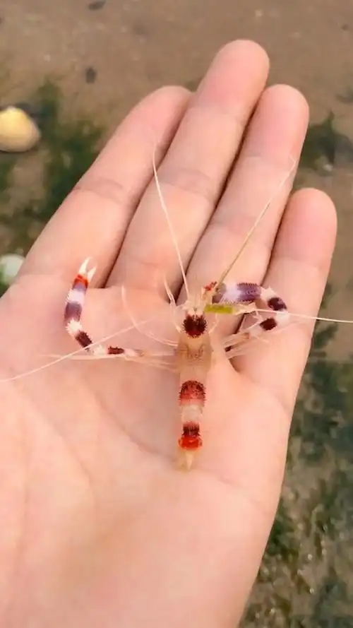 彩色斑点虾,这颜值太高了