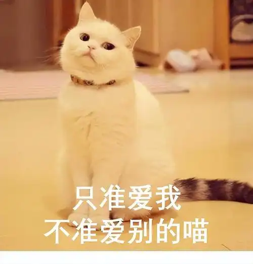 对你有以下表现的猫,其实已经暗示了对你有好感