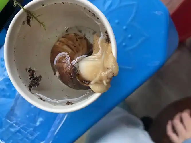 我与蜗牛的20天记录