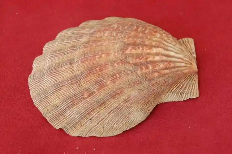 小贝壳大世界珍稀贝壳线上微展览