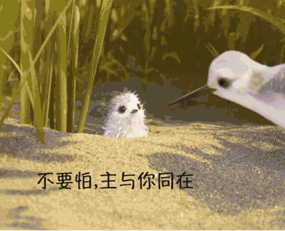 小鸟系列主内表情包 | 基督徒设计师网