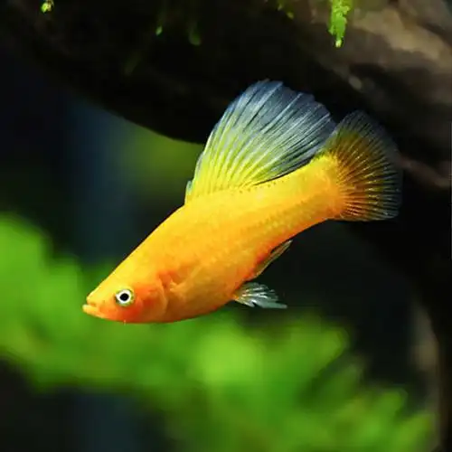 月光鱼观赏鱼活体小型热带鱼淡水鱼宠物鱼黑玛丽红剑胎生鱼草缸鱼