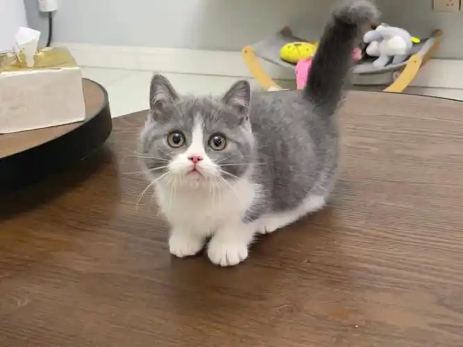 蓝白矮脚脸好圆喔