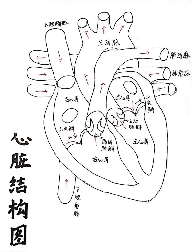 心脏结构图