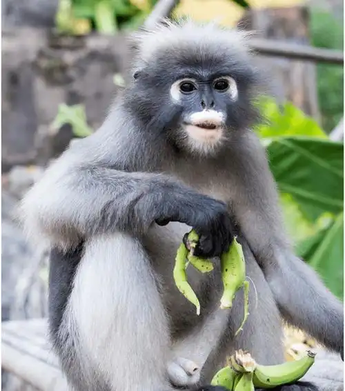 异宠知多少丨嘿嘿~俺老孙齐天大圣孙悟空是也_猴王_猴子_活动