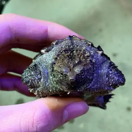 鳄龟活物原种纯佛小鳄龟宠物佛鳄霸气凶猛爆刺精品北美小乌龟宠物