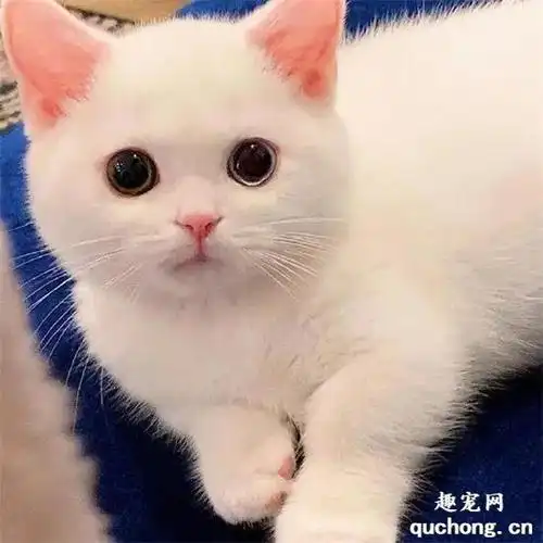 b>今日份小白猫,太可爱了,慎吸…… /b>