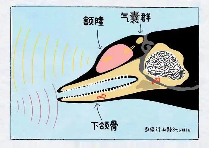 变色海豚年纪越大越少女