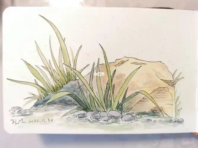 钢笔淡彩61草丛