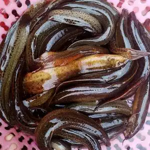 微山湖野生泥鳅 鲜活青鳅黄鳅新鲜大泥鳅大板鳅500g活体现杀