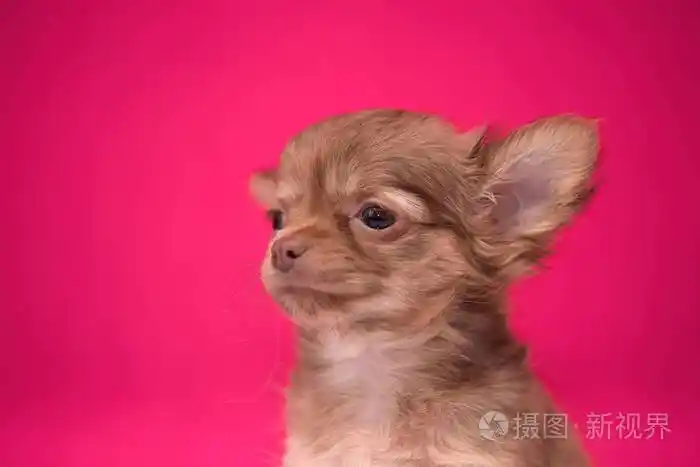 可爱的红头发吉娃娃小狗坐在深红色的背景上