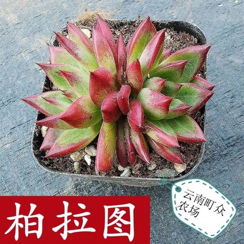 云南町众农场柏拉图多肉八公分多头新手植物花卉基地批发【15天内发货