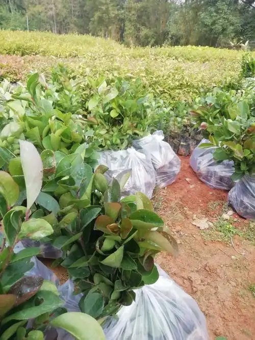 油茶杯苗批发价带杯裸根均可发货