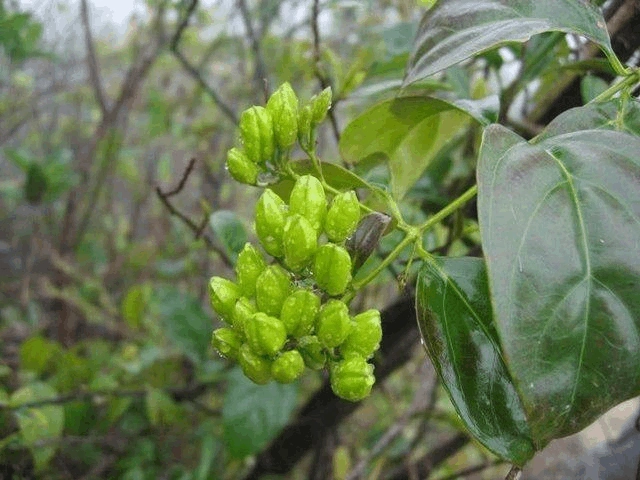 认识农村山林里的"断肠草",了解清楚有好处,关键时候还能保命!