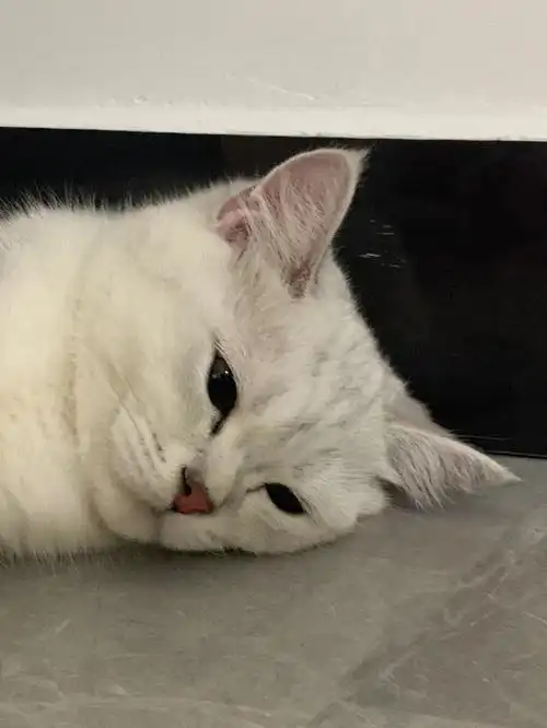 二,改变猫咪是一种社交性动物,他们需要与人类和同类保持互动.