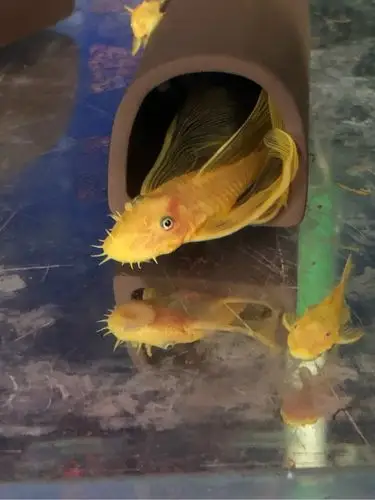 大帆总在繁殖罐里几条母在外面调情 - 北京鱼友俱乐部 - cta南美水族