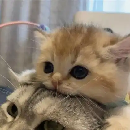 可爱小动物情头,高清一左一右的最呆萌可爱小动物情头图片_情侣头像