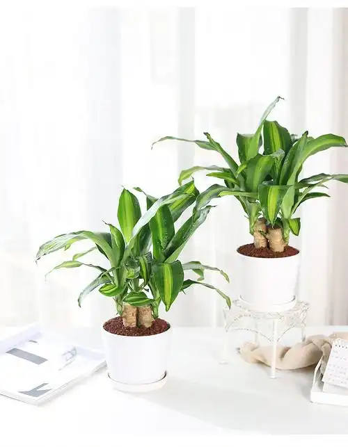 10043668077235商品名称:巴西木幸运木盆栽花卉植物室内绿植好养活四